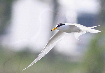 쇠제비갈매기(Little tern)