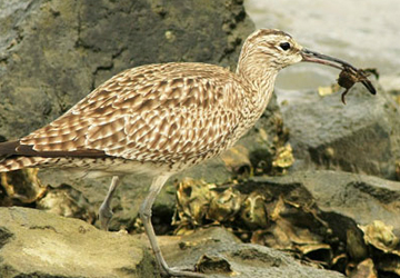 중부리도요(Whimbrel)