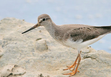 뒷부리도요(Terek sandpiper)