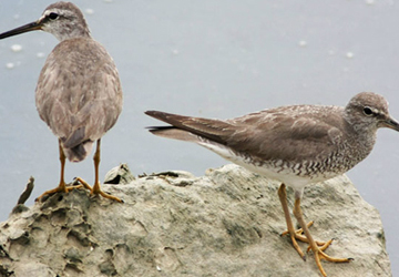 노랑발도요(Gray-tailed tattler)