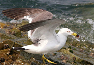 괭이갈매기(Black-tailed Gull)