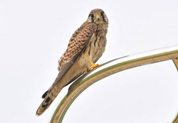 황조롱이(Kestrel)