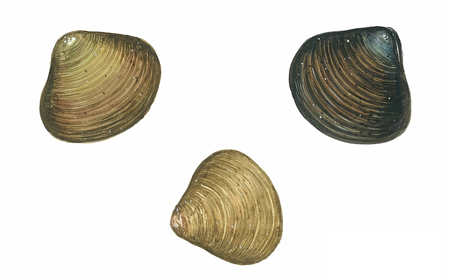 재첩(Marsh clam)