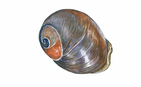 큰구슬우렁이(Sea snail)