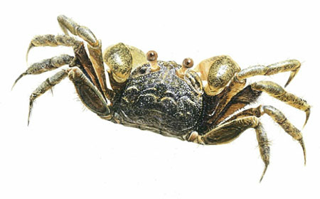 엽낭게(Sand-bubbler crab)