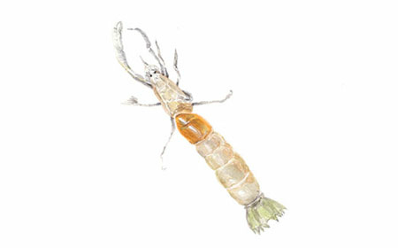 쏙붙이(Japanese ghost shrimp)
