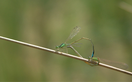 아시아실잠자리 Ischnura asiatica(Brauer)