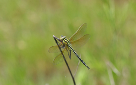 Aeshnophlebia longistigma (Selys)