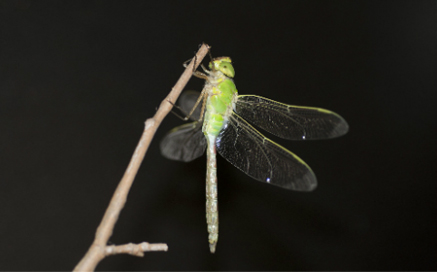 왕잠자리 Anax parthenope juius(Brauer)