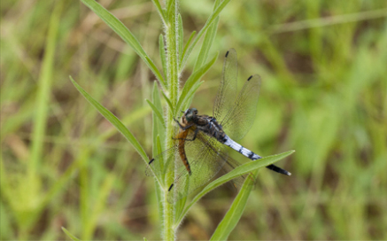 밀잠자리 Orthetrum albistylum speciosum(Uhler)