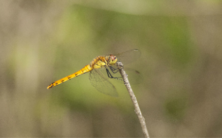 고추좀잠자리 Sympetrum depressiusculum (Uhler)