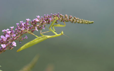 황라사마귀 Mantis religiosa(Linne)