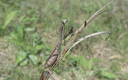 좀사마 Statilia maculata(Thunberg)