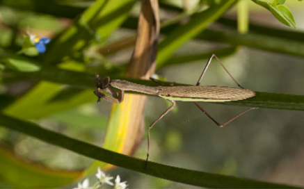 사마귀 Tenodera angustipennis(Saussure)