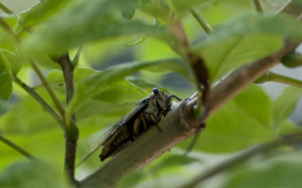 매미목 Acrididae