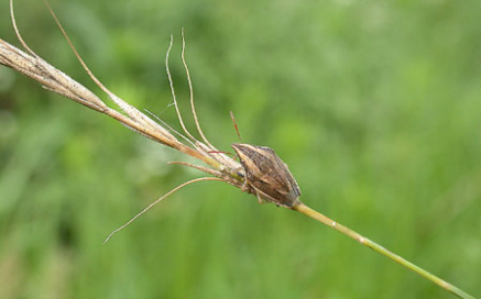 노린재목 Hemiptera