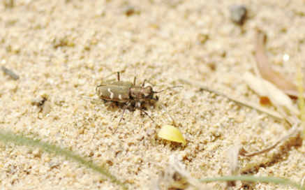 참뜰길앞잡이 Cicindela transbaicalica hamifasciata Kolbe