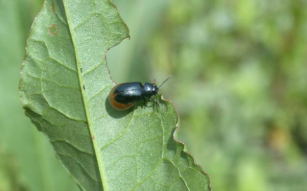 좀남색잎벌레 Gastrophysa atrocyanea Motschulsky