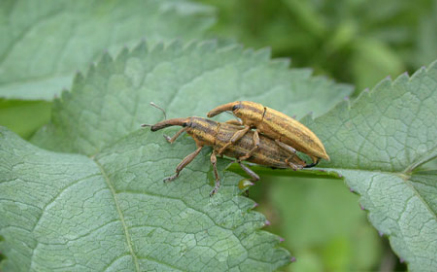 점박이길쭉바구미 Lixus maculatus Roelofs