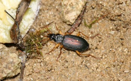 등빨간먼지 벌래 Dolichus halensis(Schaller)