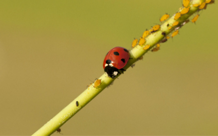 칠성무당벌레 Harmonia axyridis(Pallas)