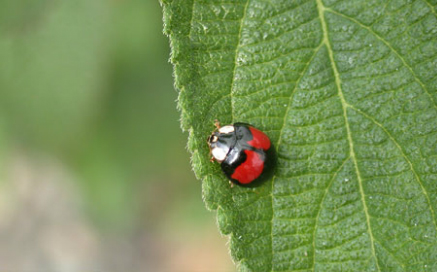 무당벌레 Harmonia axyridis(Pallas)