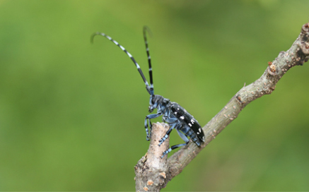 알락하늘소 Anoplophora malasiaca(Thomson)