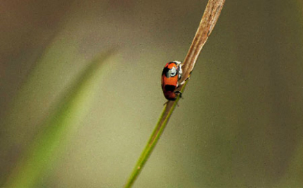 밤나무잎벌레 Physosmaragdina nigifrons(Hope)