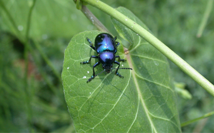 중국청람색잎벌레 Chrysochus chinensis Baly