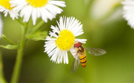 파리목 Allogropta balteata(de Geer)