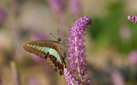 청띠제비나비 Graphium sarpedon(Linnaeus)