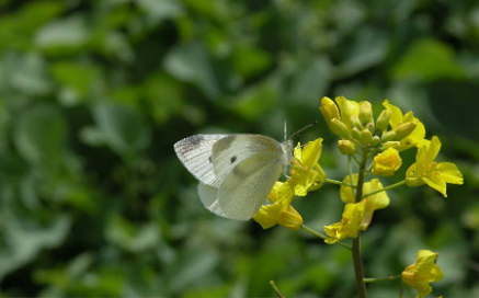 배추흰나비 Artogenia rapae(Linnaeus)