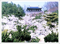 Busan Spring