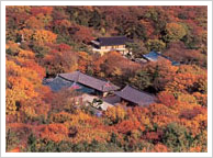 Busan fall
