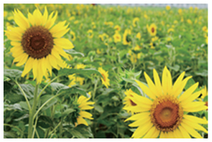 Composition of Canola Scenery Complex