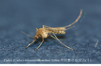 Culex tritaeniorhynchus Giles 작은빨간집모기