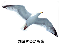 Soaring Seagull