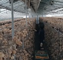 표고버섯재배모습