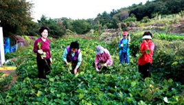 조내기 고구마