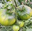 고당도 토마토 특징 1