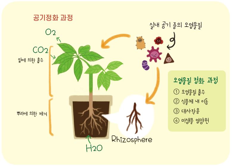 ※공기정화 과정 : 잎에 의한 흡수 - CO²(이산화탄소) →
            뿌리에 의한 제거 → O²(산소) 배출
            ※오염물질 정화 과정 ① 오염물질 흡수 ② 식물체 내 이동 ③ 대사작용 ④ 미생물 영양원 / 실내 공기 중의 오염물질 흡수 → H²O(물) Rhizosphere