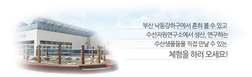 부산 낙동강하구에서 흔히 볼 수 있고 수산자원연구소에서 생산,연구하는 수산생물들을 직접 만날 수 있는 체험을 하러 오세요!