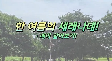 한 여름의 세레나대! 매미 알아보기!