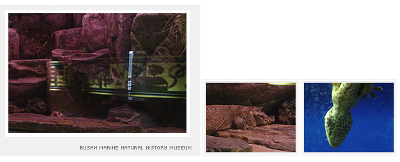 열대생물전시실 내부 사진 BUSAN MARINE NATURAL HISTORY MUSEUM
