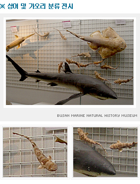 상어 및 가오리 분류전시 -상어류관 사진