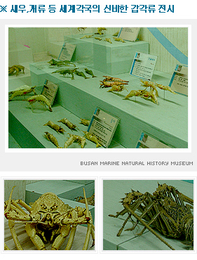 새우, 게류 등 세계 각국의 신비한 갑각류 전시 -갑각류관 사진