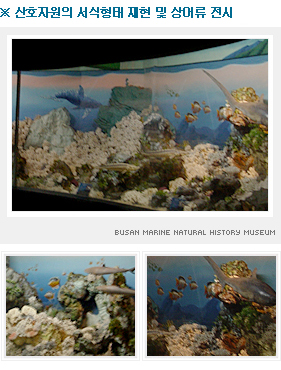 산호자원의 서식형태 재현 및 상어류 전시 -산호류지원관 사진