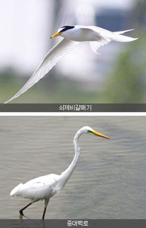 을숙도철새공원 쇠제비갈메기와 중대백로 이미지