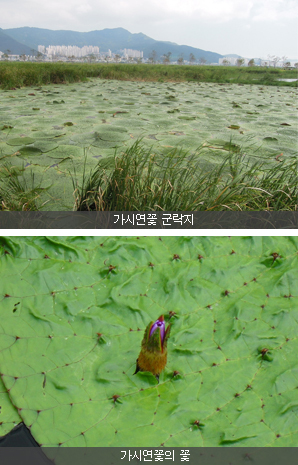 가시연꽃 군락지, 가시연꽃의 꽃 사진