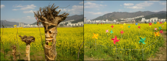 유채꽃 축제 이미지